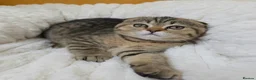 Scottish Fold cats for sale: Golden Tabby Kittens  - Advert 15