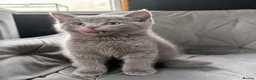 British Shorthair cats for sale: Last male looking for a loving home - Advert 4