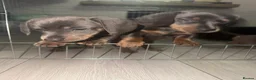 Miniature Dachshund dogs for sale: Miniature dashcund puppies  - Advert 10