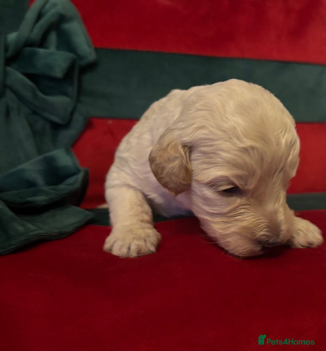 Cockapoo dogs for sale: ⭐️OUTSTANDING, HIGH QUALITY Cockapoo F1B Puppies⭐️ - Advert 15