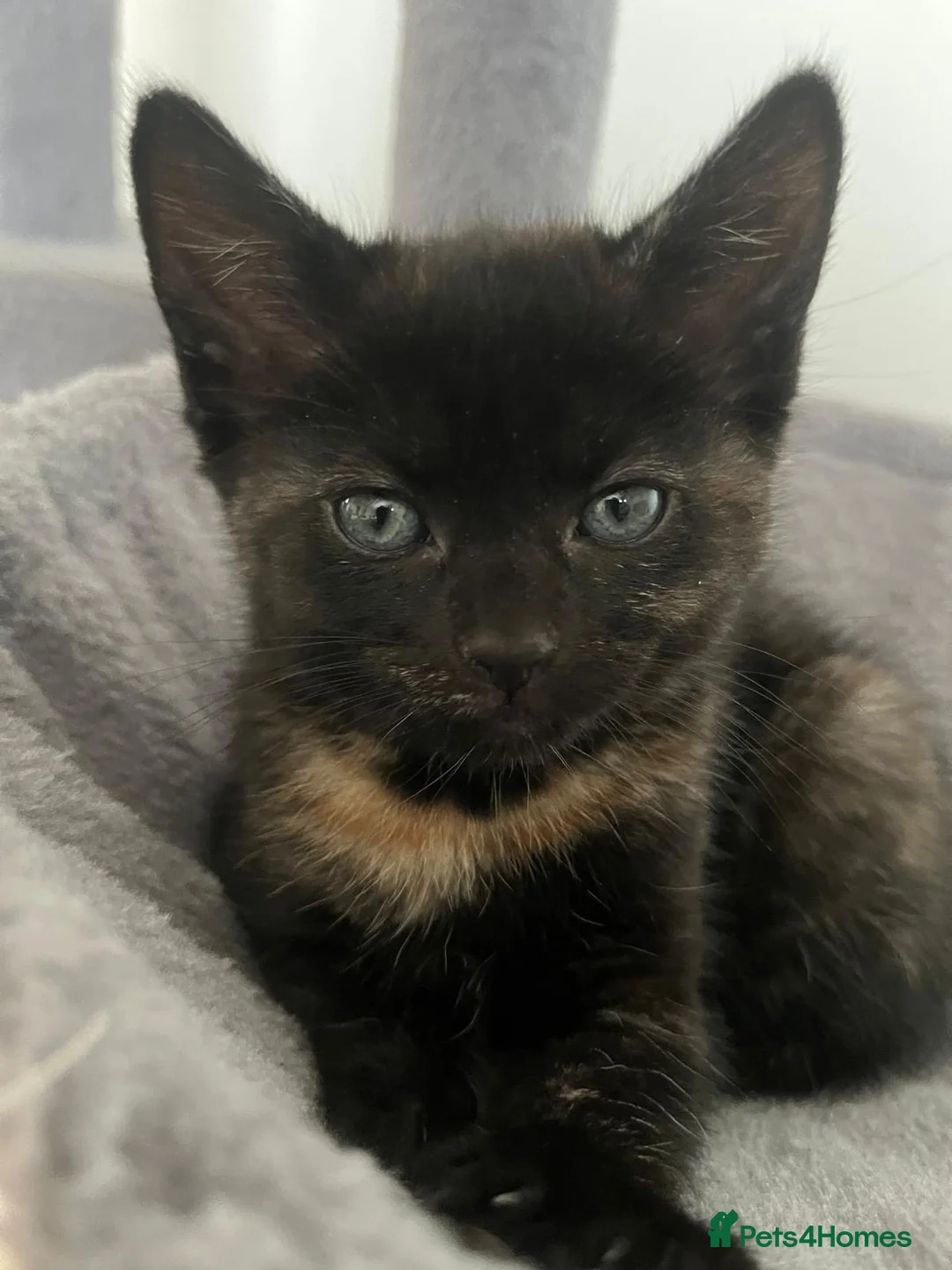 Mixed Breed cats for sale: Kittens for sale  in Liverpool - Advert 7