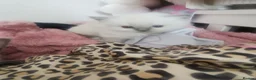 Mixed Breed cats for sale: Persian x ragdoll kittens for sale  - Advert 9