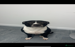 Staffordshire Bull Terrier dogs for sale: Staffy Puppy  - Image 3