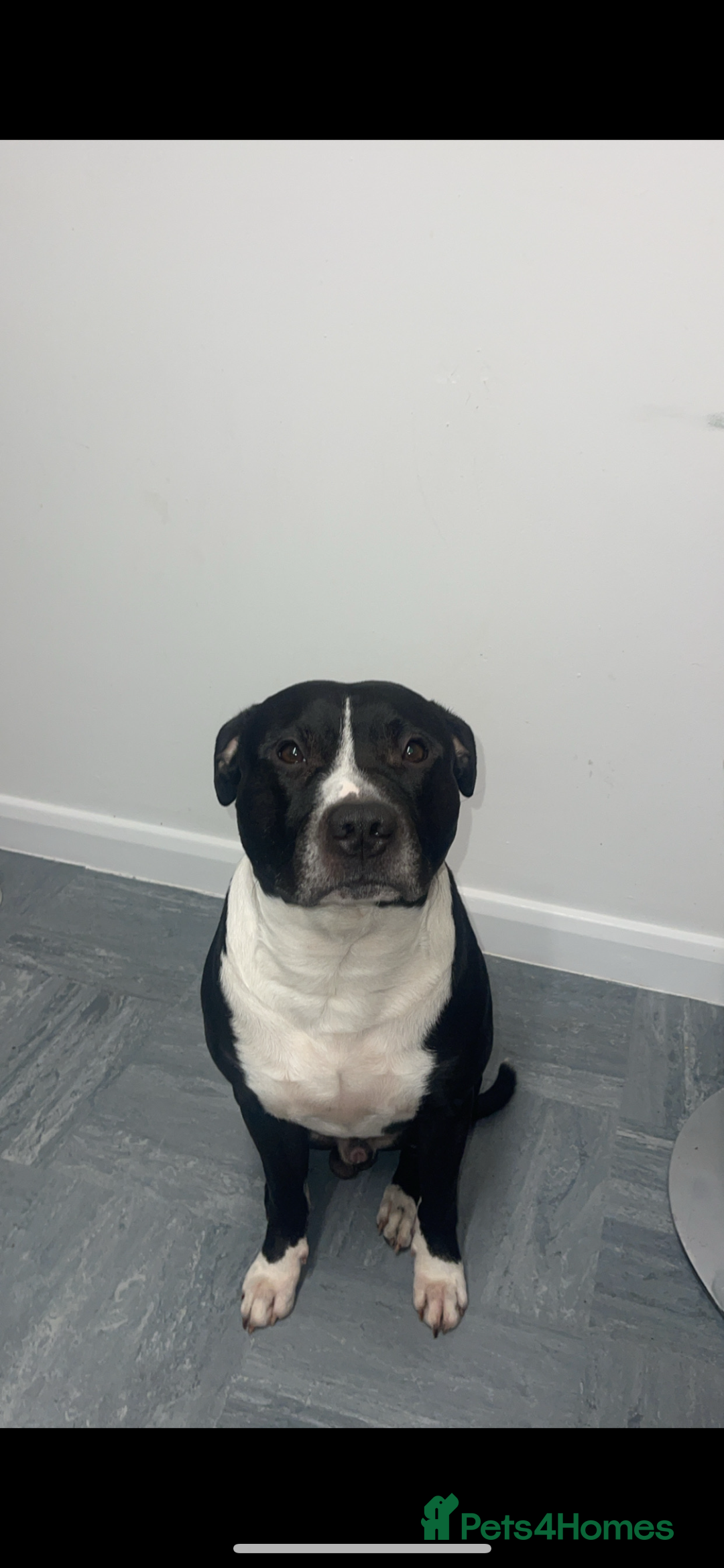 Staffordshire Bull Terrier dogs for sale: Staffy Puppy  - Image 3