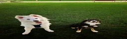 White Swiss Shepherd dogs for sale: KC registerd Well-Trained White Swiss Shepherd - Advert 16