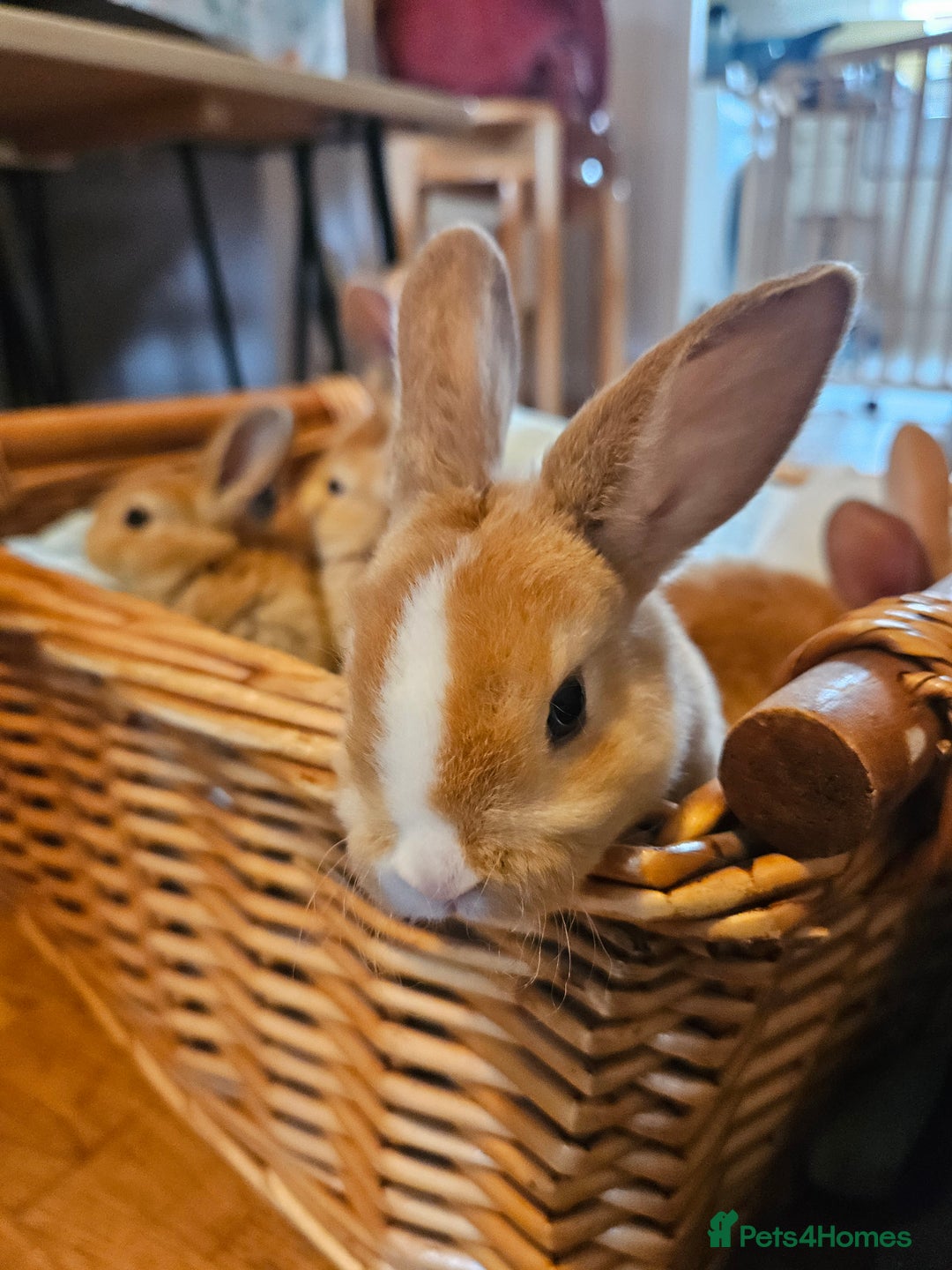 Mini Lop rabbits for sale: Red Rex x Mini Plush Lop - Advert 2