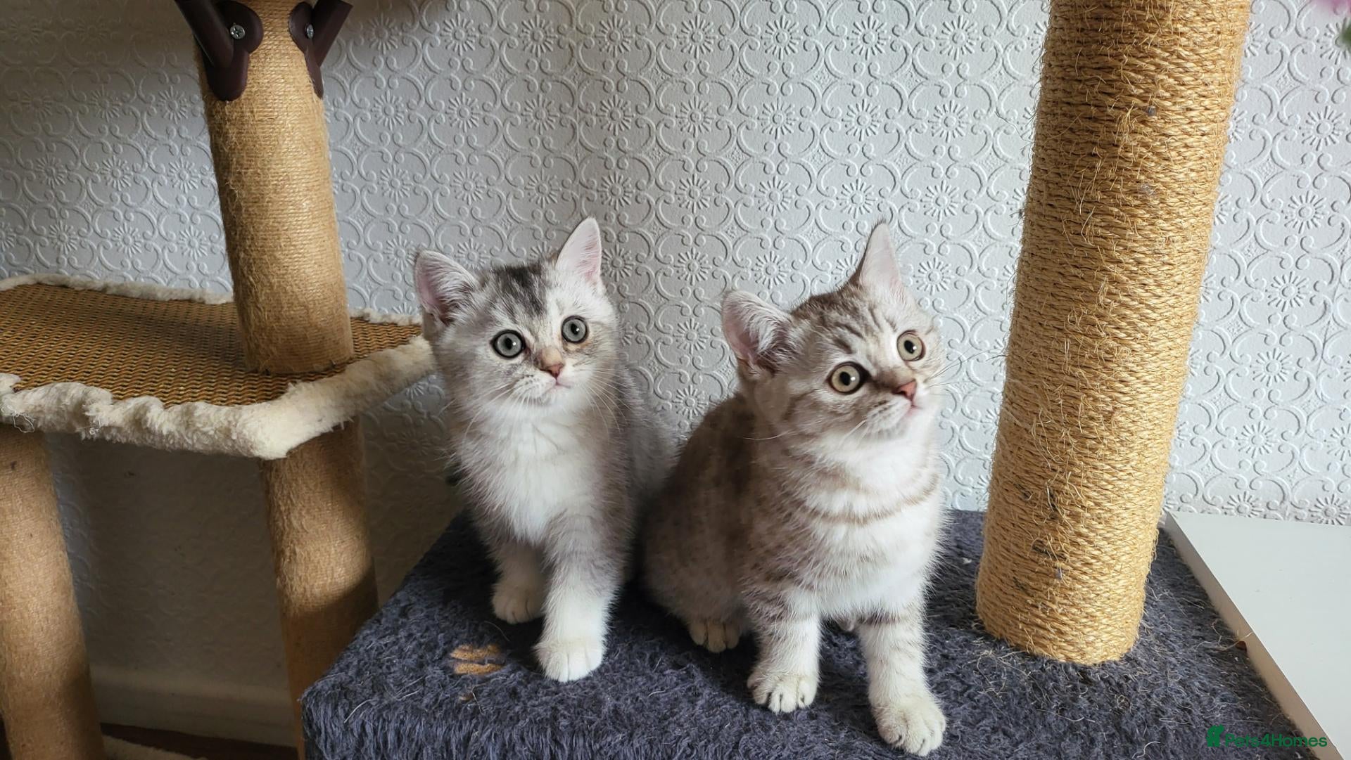 Scottish Fold cats for sale: Adorable Scottish strsight kittens - Advert 8