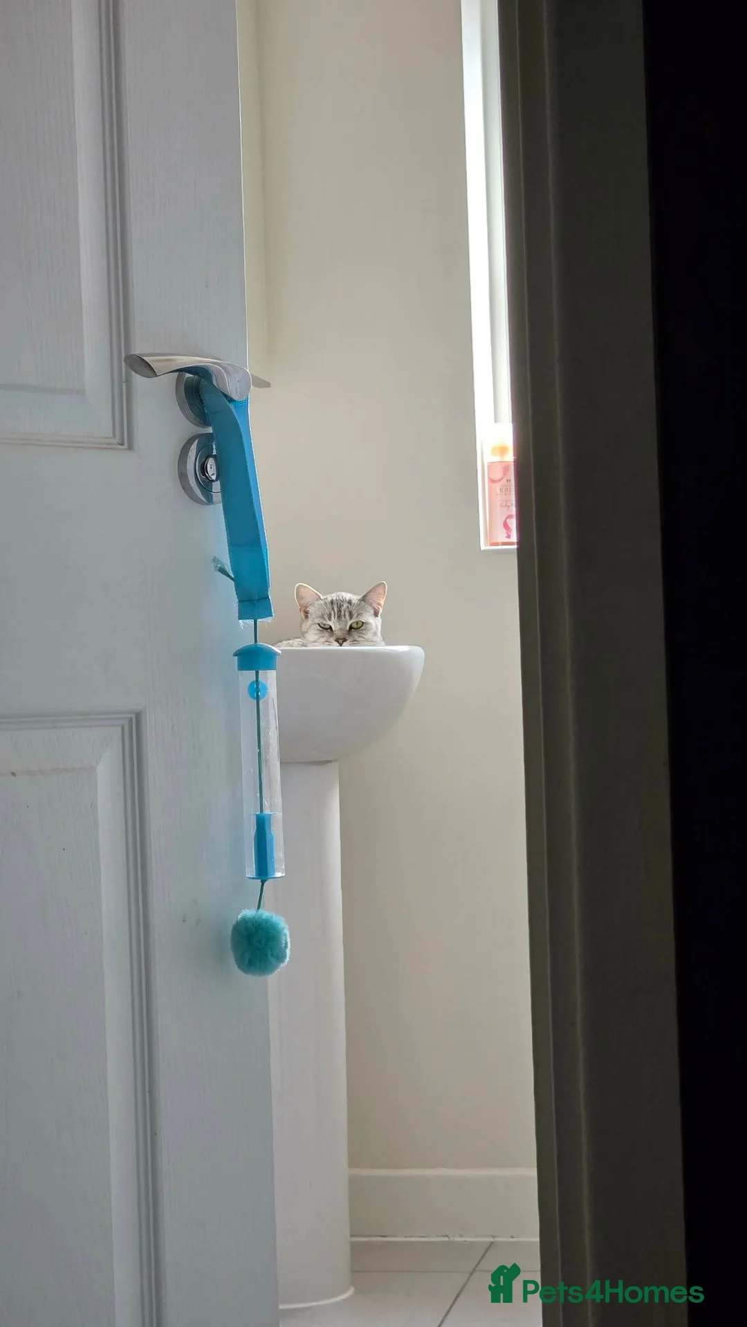 British Shorthair cats for sale: Callie, BSH x Bengal - Advert 4