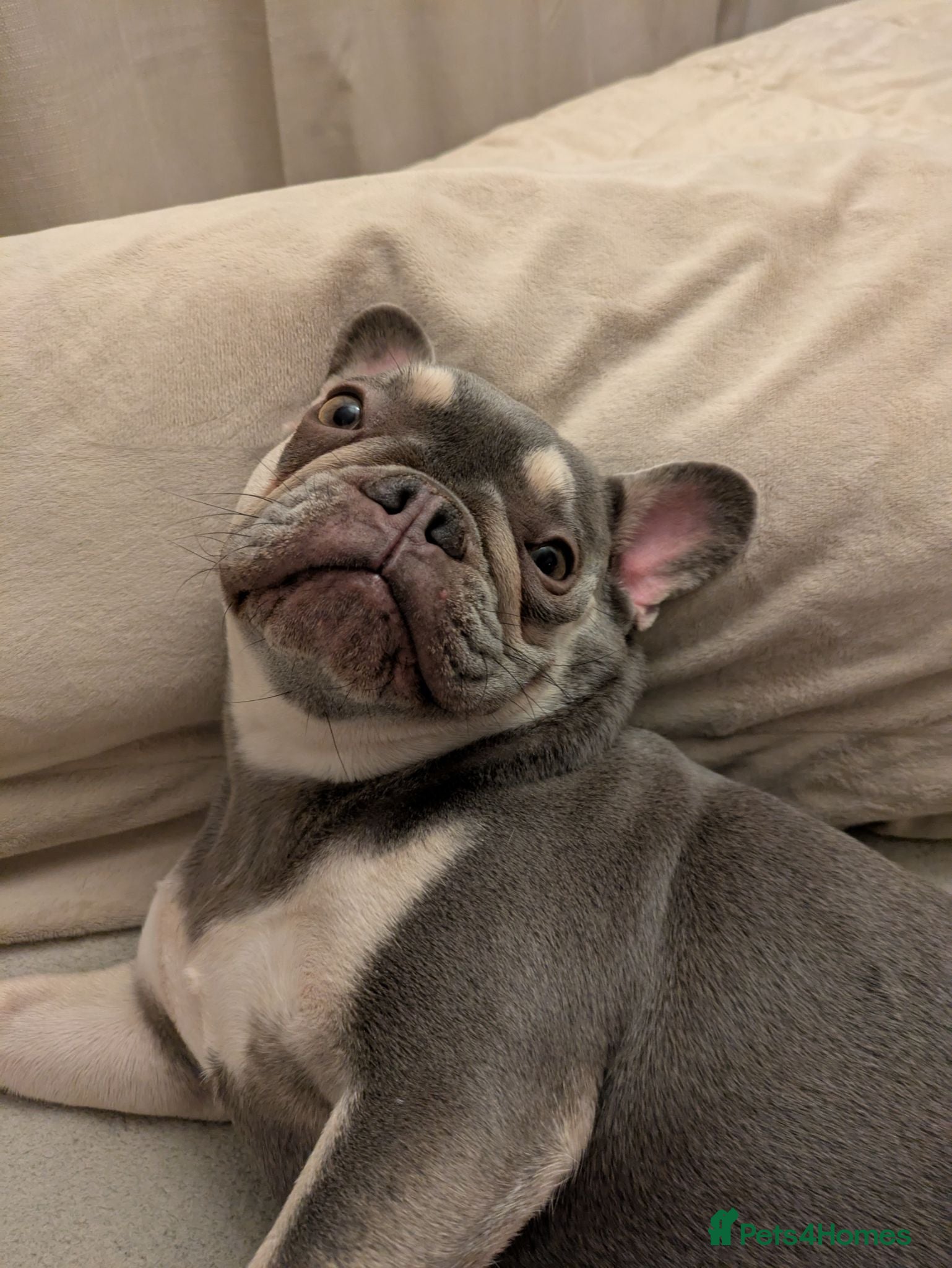 French Bulldog dogs 5 year old lilac french bulldog  - Advert 15