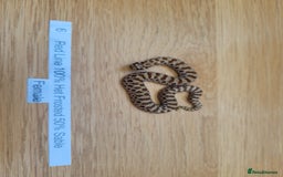 Snake reptiles for sale: Western Hognose CB25 babies UPDATED - Image 6