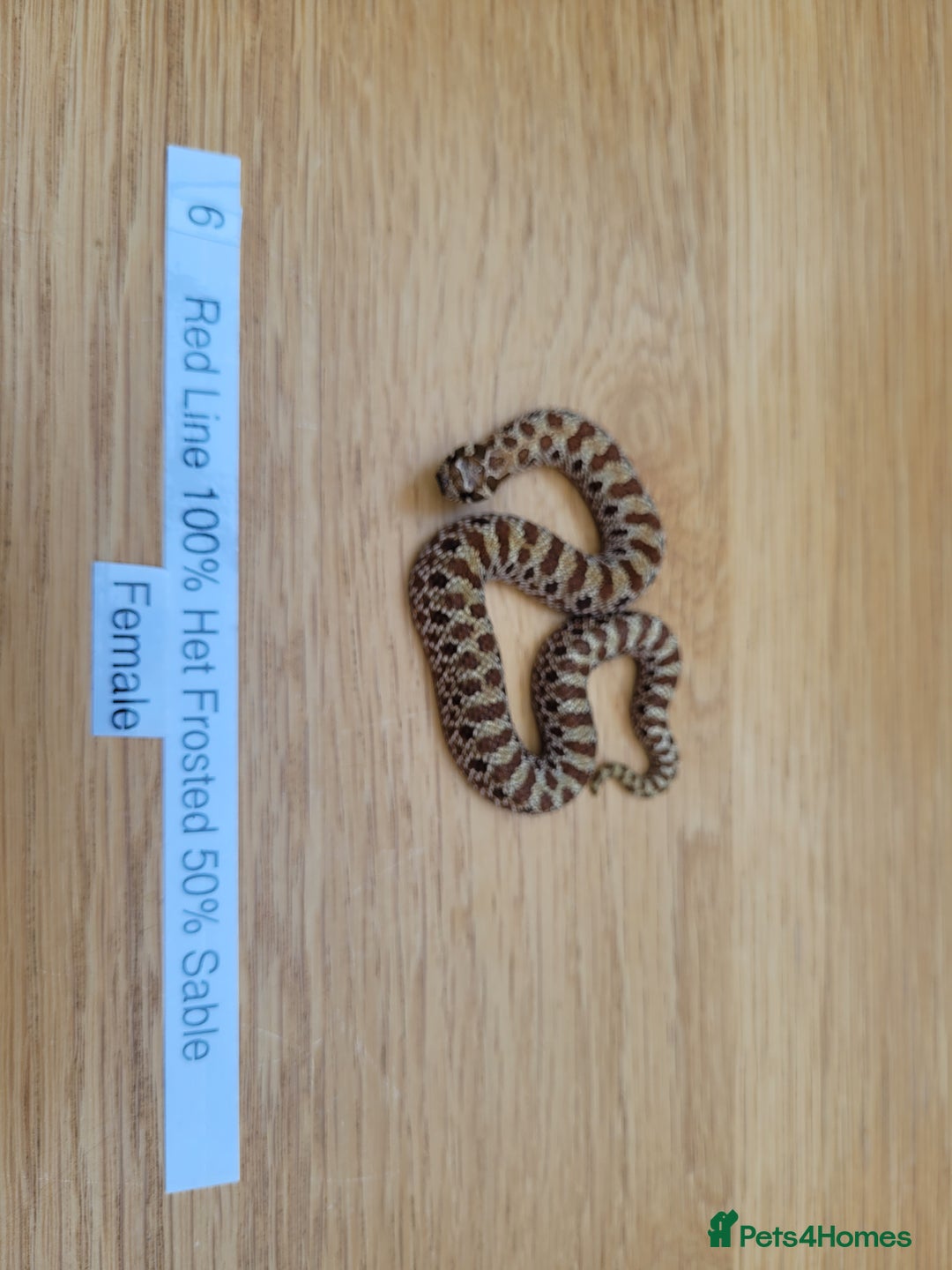 Snake reptiles for sale: Western Hognose CB25 babies UPDATED - Image 6