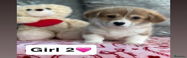 Welsh Corgi Pembroke Puppy 3
