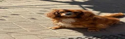 Cavalier King Charles Spaniel dogs for sale: Cavalier King Charles spaniels  - Advert 14