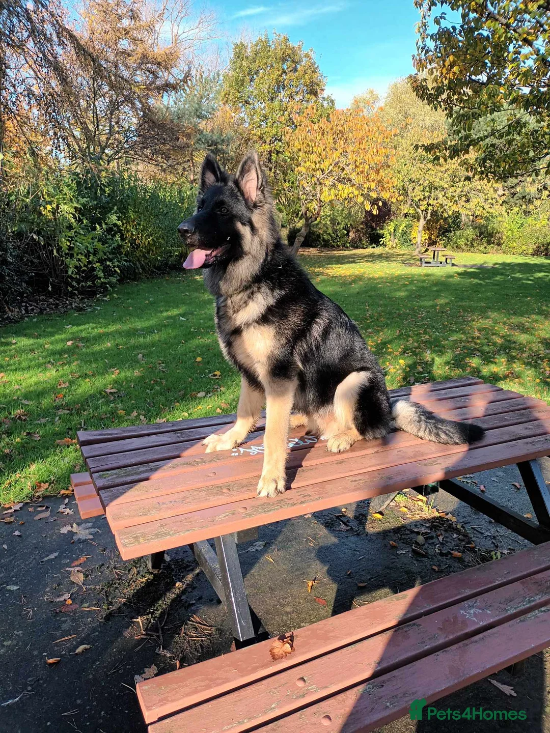 German Shepherd dogs for stud: Chunky GSD male for stud  in Redcar - Advert 10