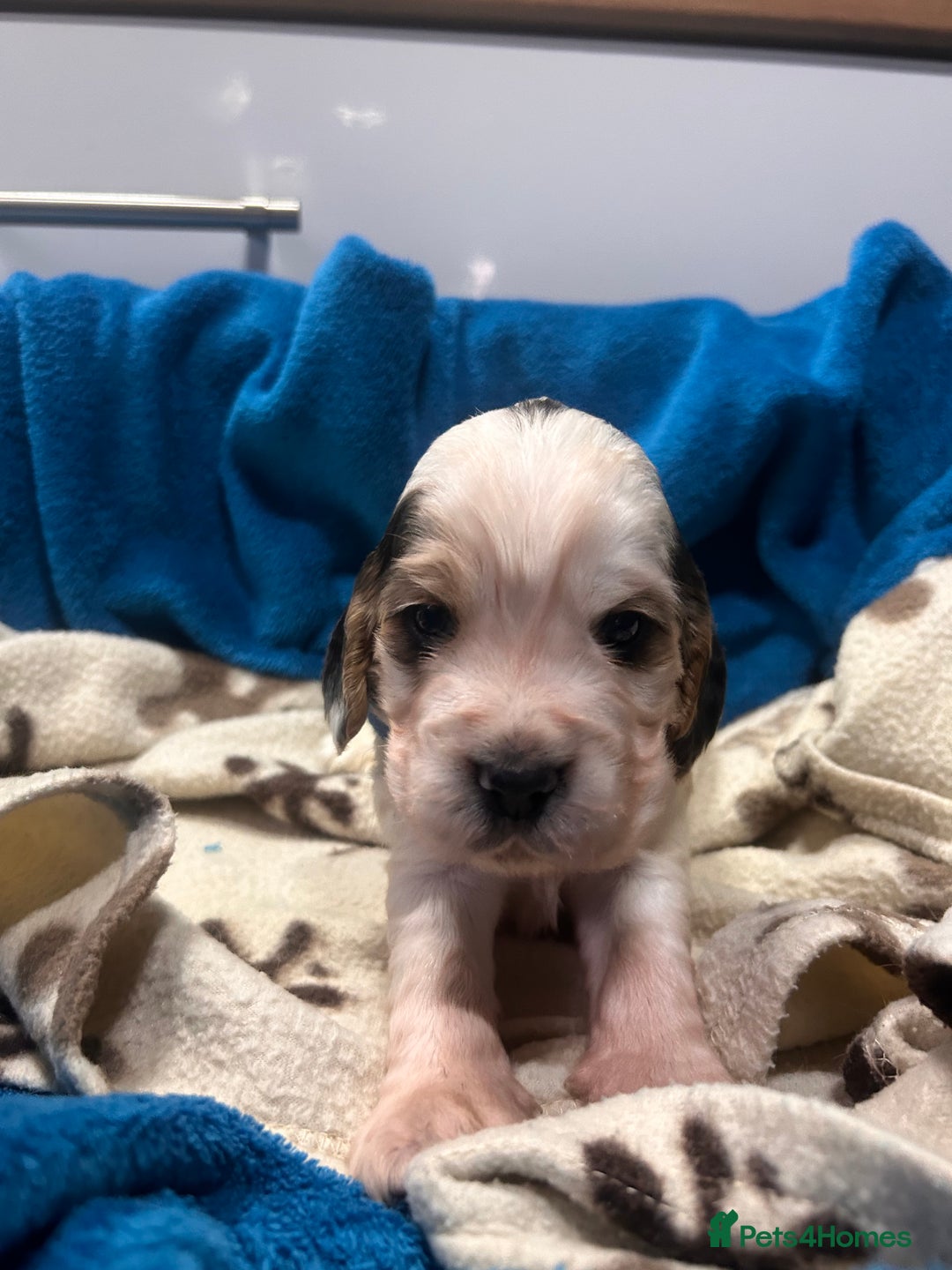 Cocker Spaniel dogs for sale: Cocker spaniel puppies for sale - Advert 8