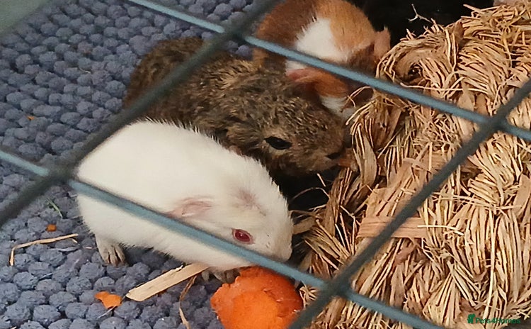 Guinea Pig rodents - Advert 1
