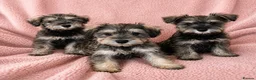 Miniature Schnauzer dogs for sale: Miniature Schnauzer Puppies–Pepper&Salt Boys&Girls in Brentwood - Advert 4