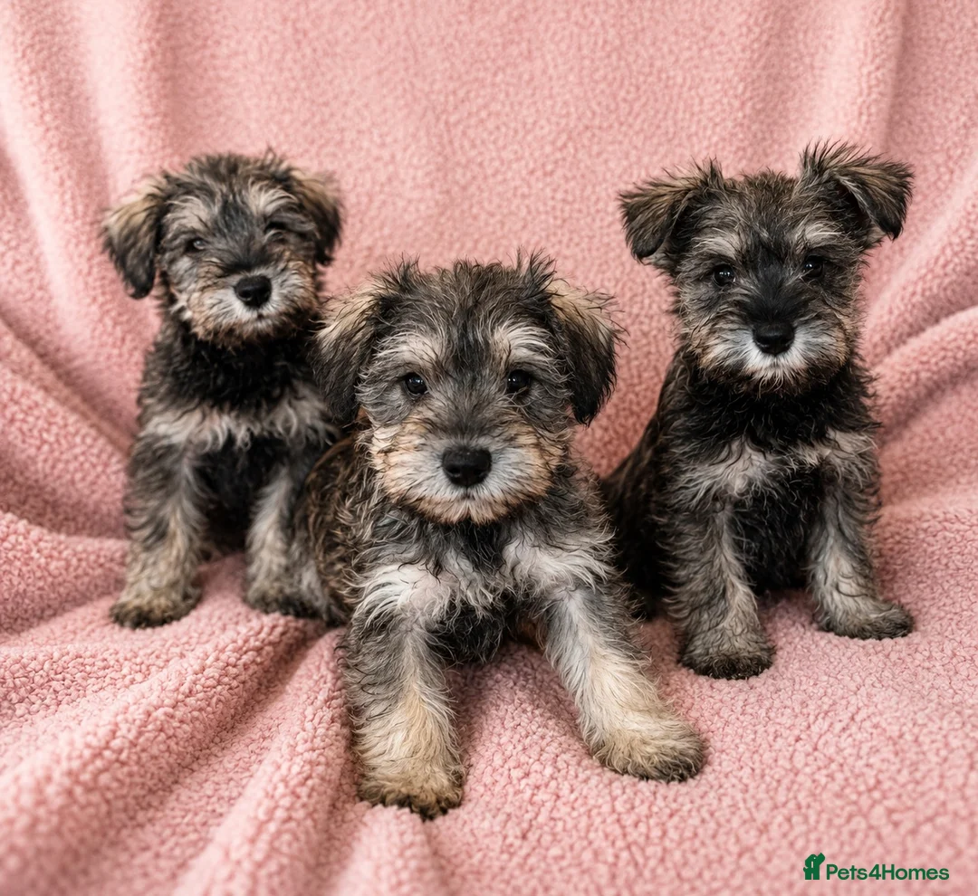 Miniature Schnauzer dogs for sale: Miniature Schnauzer Puppies–Pepper&Salt Boys&Girls in Brentwood - Advert 4