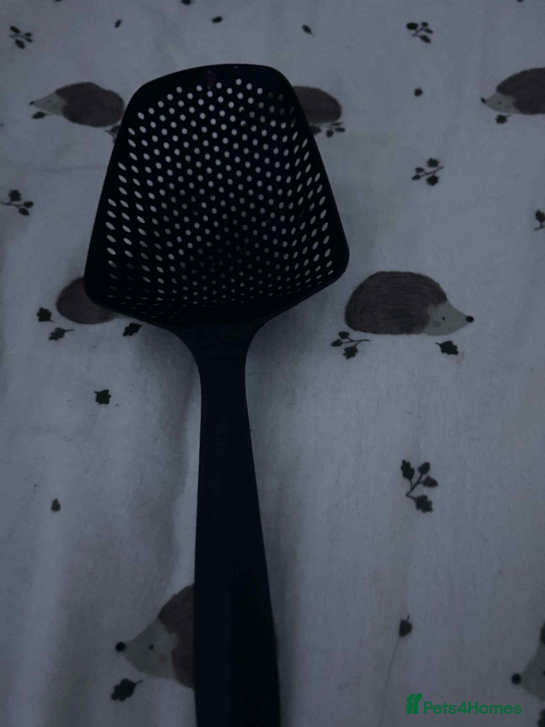 Gecko reptiles for sale: Leapord gecko for sale!! - Advert 8