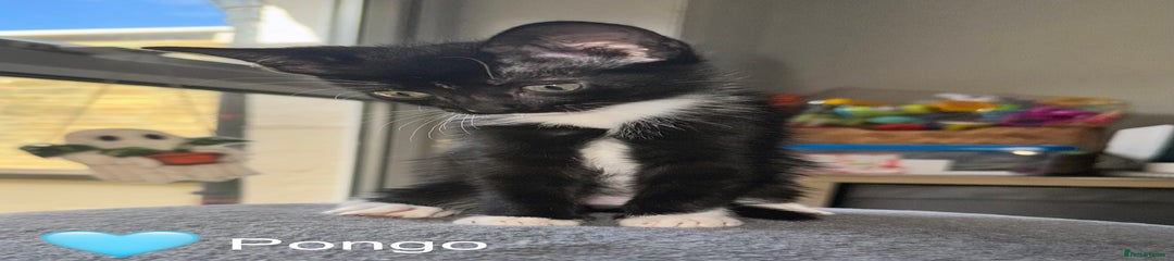 Domestic Shorthair Kitten 2