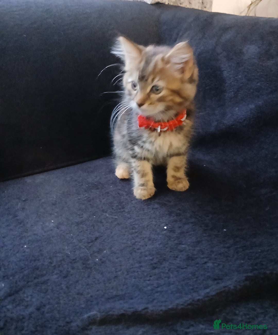 Mixed Breed cats for sale: Gorgeous mixed kittens  - Advert 3