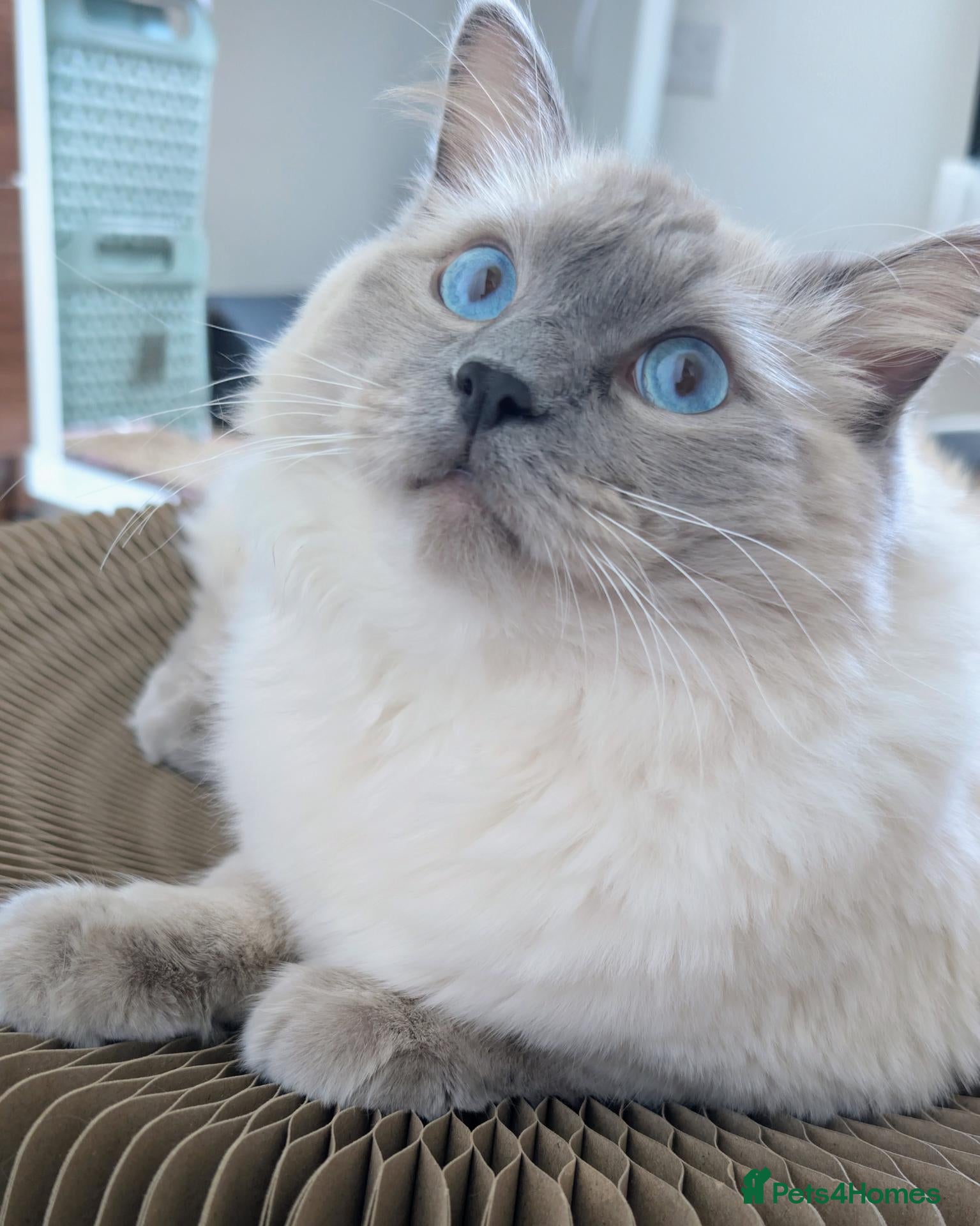 Ragdoll cats 1YO Male Ragdoll for sale - Advert 1