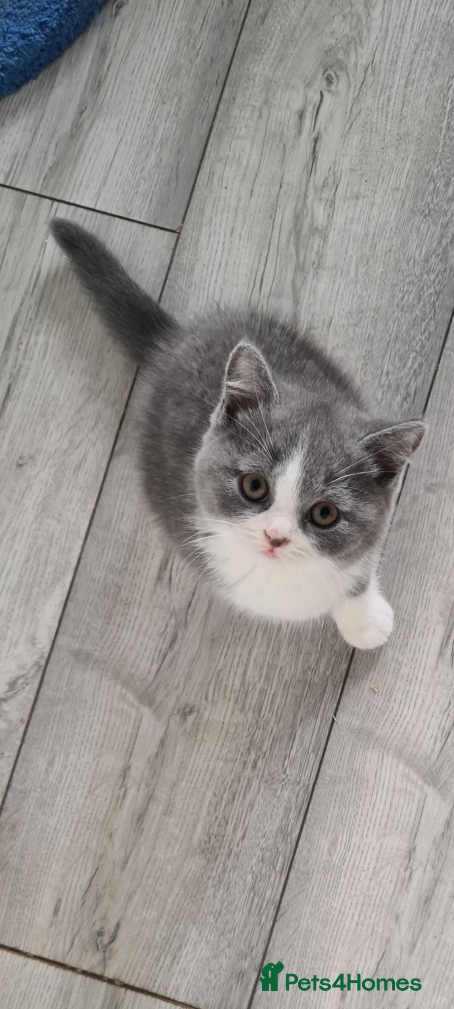 British Shorthair cats British Shorthair kittens**READY NOW** - Advert 1