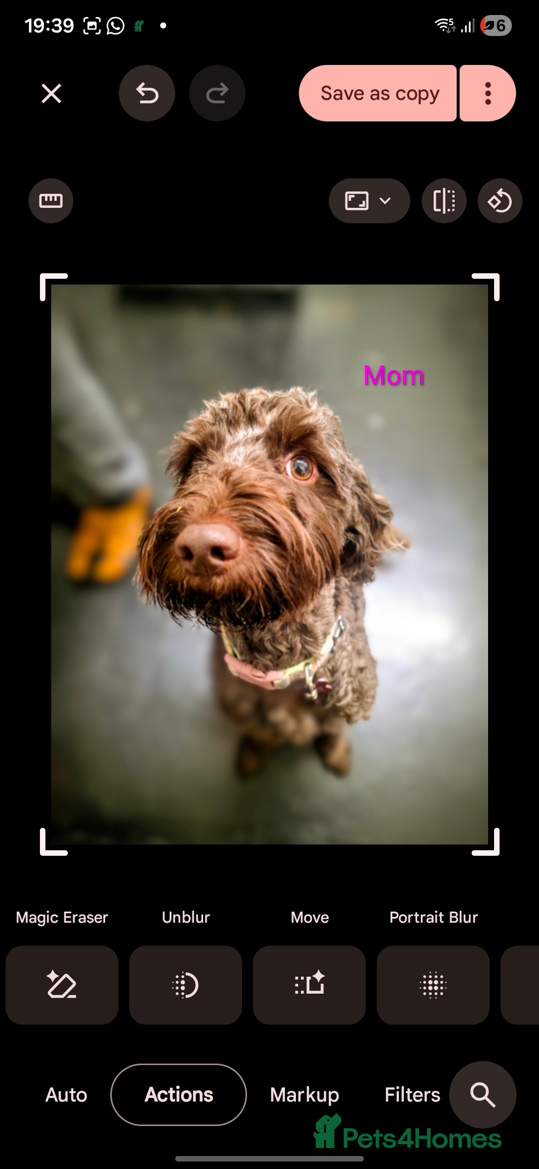 Cockapoo dogs for sale: Adorable cockapoo puppies - Advert 7