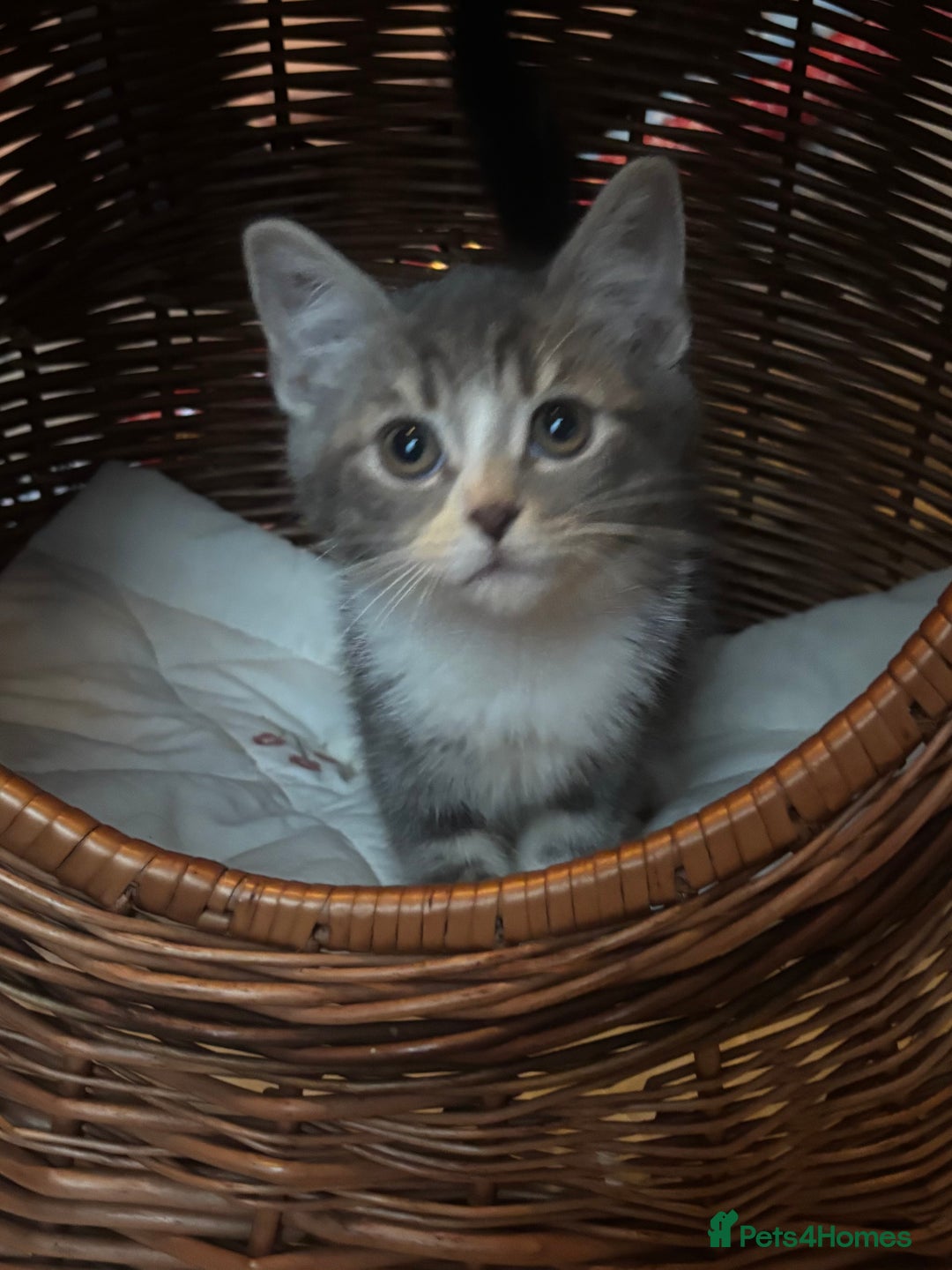Mixed Breed cats for sale: Maine-Coon x British Blue Kittens.  - Advert 1