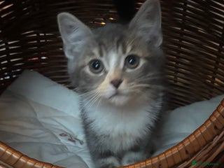 Mixed Breed cats Maine-Coon x British Blue Kittens. - Advert 1