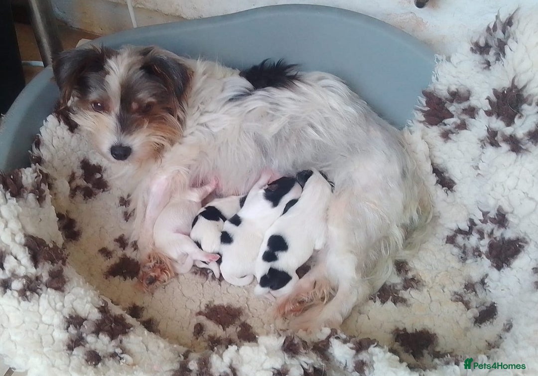 Biewer Terrier dogs for sale: 4 Beautiful BIEWER TERRIERS for Sale - Image 6