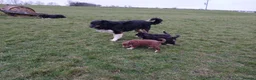 Border Collie dogs for sale: 4 border collies  in York - Advert 1