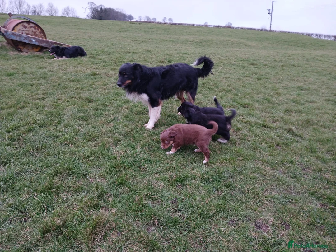 Border Collie dogs for sale: 4 border collies  in York - Advert 1
