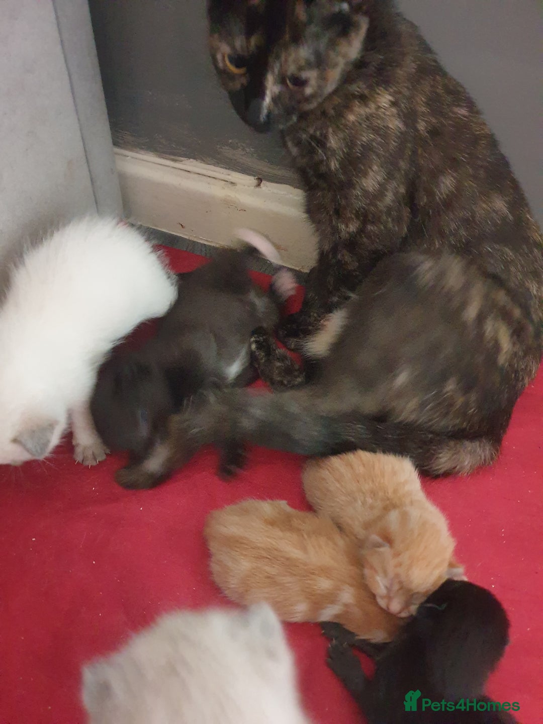 Domestic Shorthair cats for sale: Ghost tabby/ siamese - Image 2