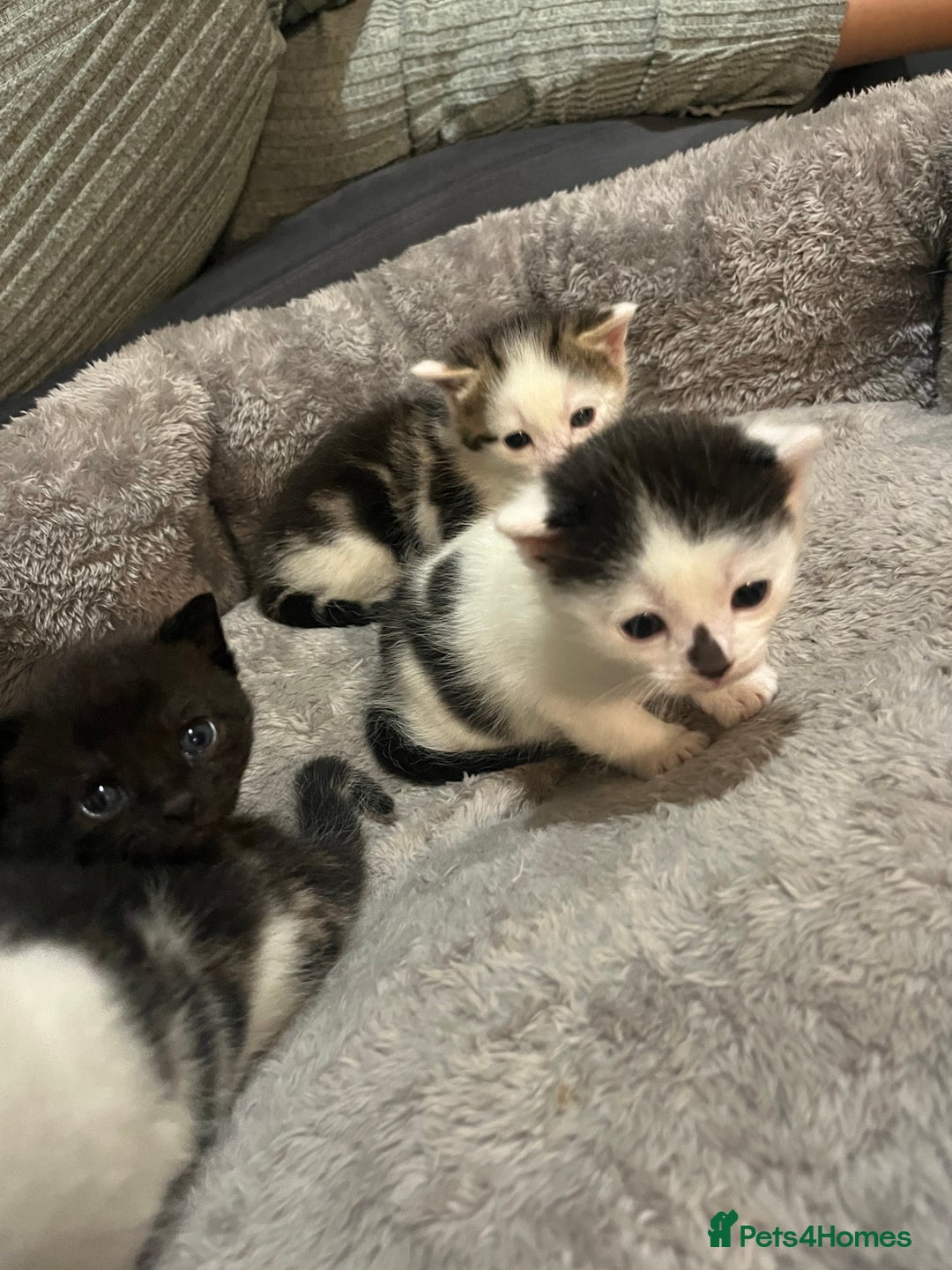 Mixed Breed cats for sale: 4 kitty’s searching for their 4ever home  - Advert 5
