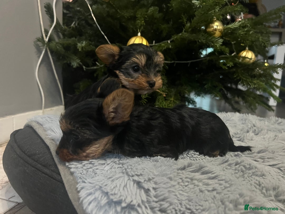 Yorkshire Terrier dogs for sale: Sweet Mini Yorkie Girls Ready to Melt Your Heart - Advert 1