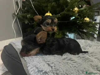 Yorkshire Terrier dogs Sweet Mini Yorkie Girls Ready to Melt Your Heart - Advert 2