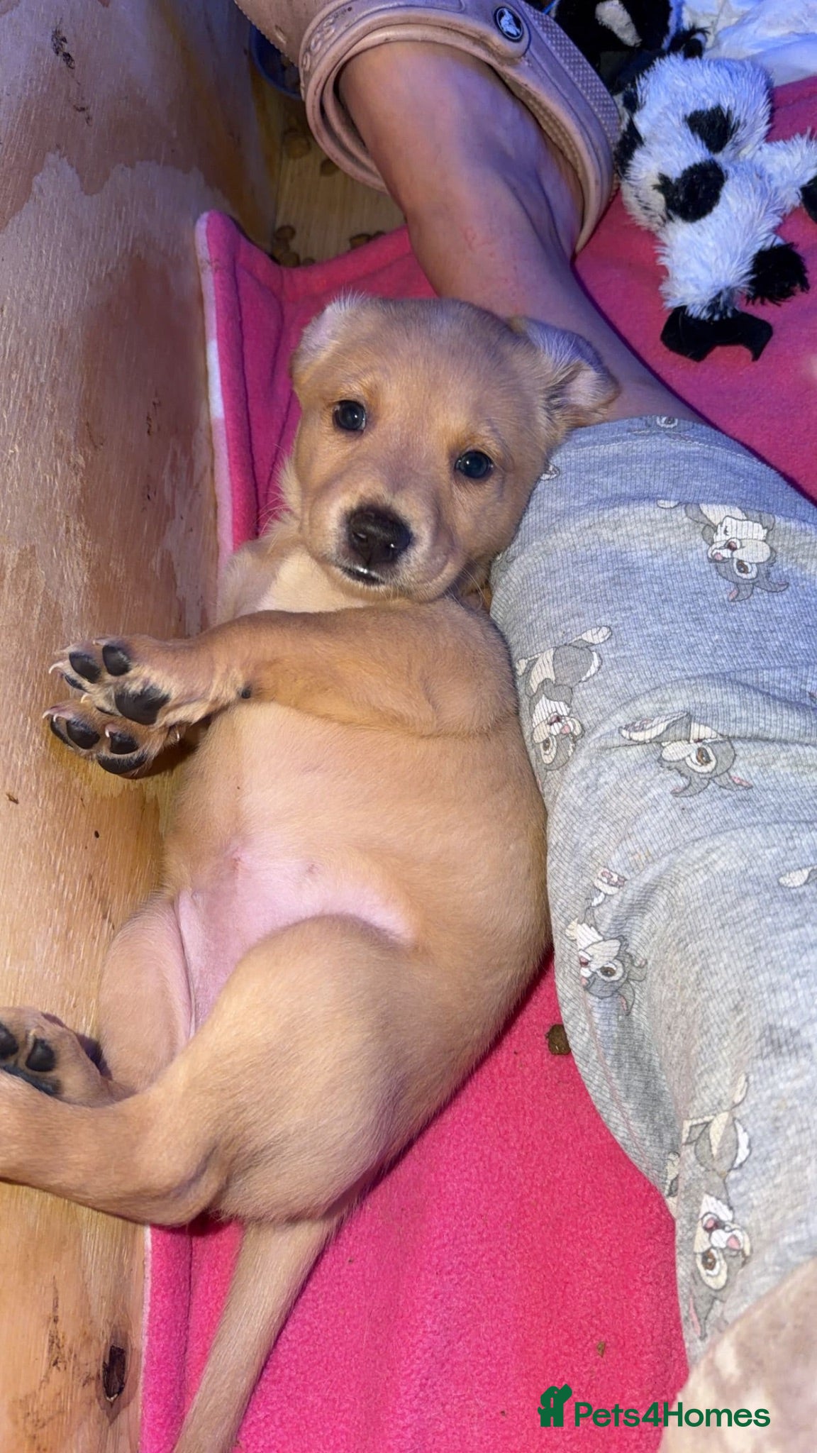 Goldador dogs 🐾 Stunning Goldador Puppies 2 girls left 🐾 - Advert 1
