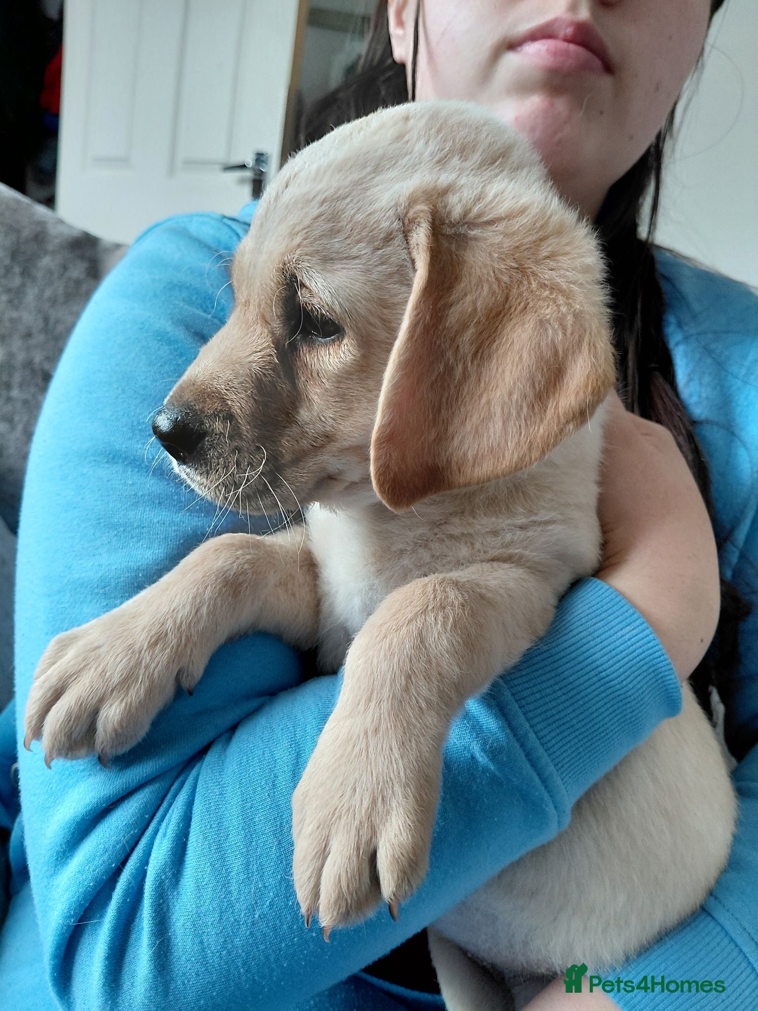 Labrador Retriever dogs LAST GIRL!! READY NOW, REDUCED LABRADOR RETEIEVER - Advert 4