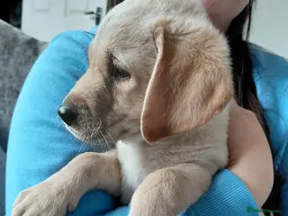 Labrador Retriever dogs LAST GIRL!! READY NOW, REDUCED LABRADOR RETEIEVER - Advert 4