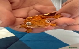 Gecko reptiles for sale: 2x baby crested gecko and full bioactive setup - Image 1