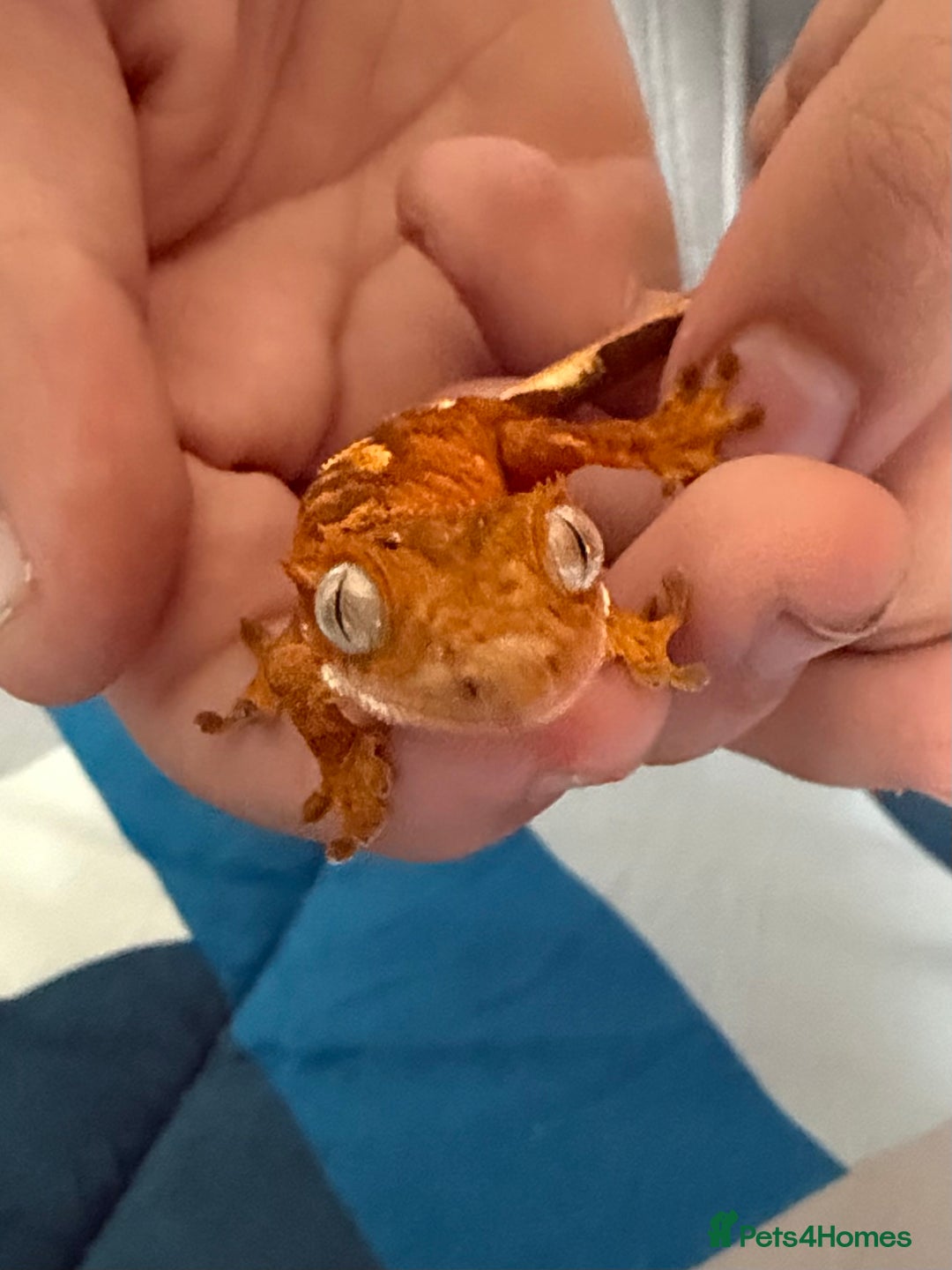 Gecko reptiles for sale: 2x baby crested gecko and full bioactive setup - Image 1