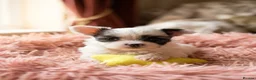 Papillon dogs for sale: Beautiful KC Registered Puppies - Only two left! - Advert 3