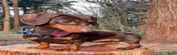 Miniature Dachshund dogs for sale: Gorgeous dachshund puppies  - Advert 4