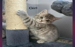 Scottish Fold cats for sale: scottish fold kittens  - Image 13