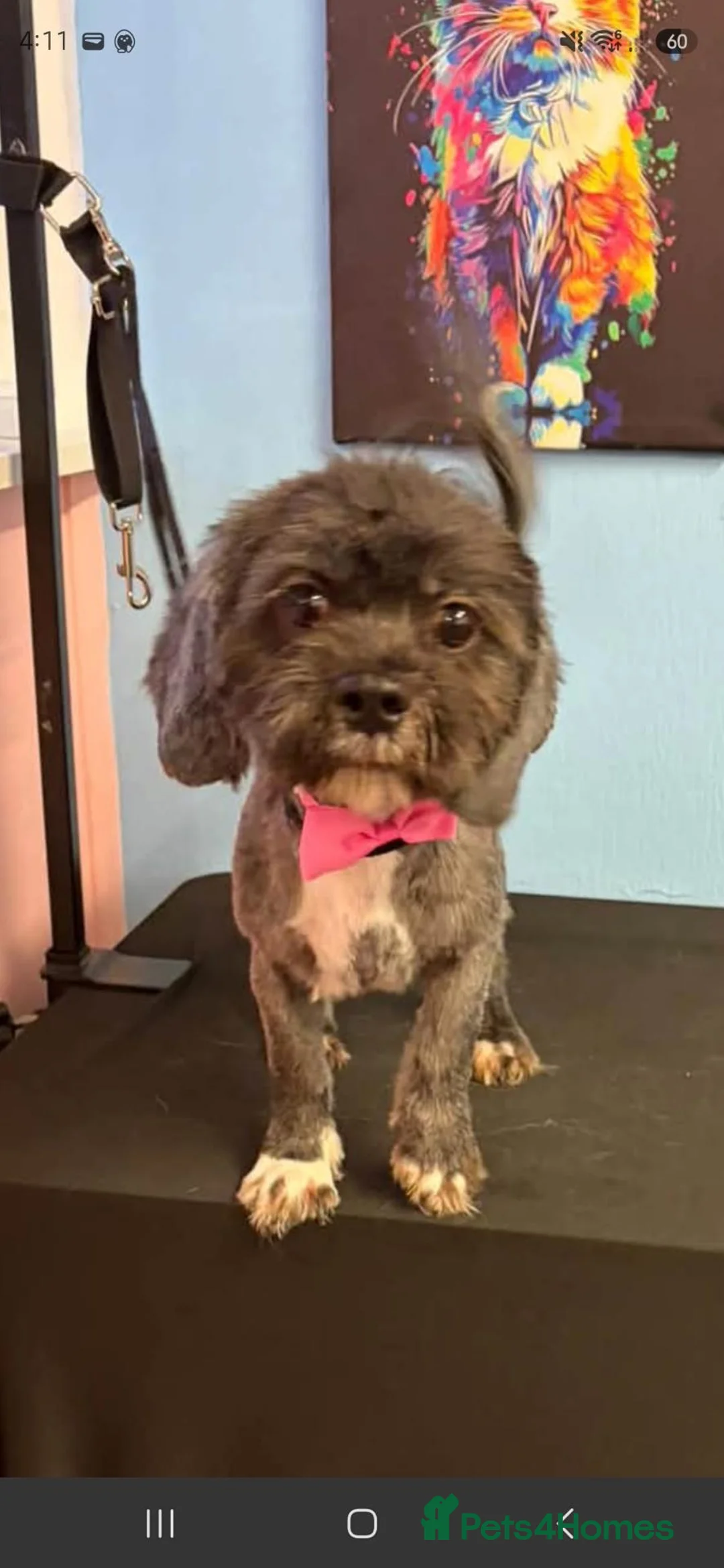 Shih Tzu dogs for sale: Ready to Leave - Advert 2