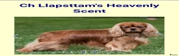 Cavalier King Charles Spaniel dogs for sale: Beautiful Cavalier King Charles Spaniel Puppies in Birmingham - Advert 5