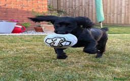 Sprocker dogs for sale: Sprocker spaniel  - Image 1
