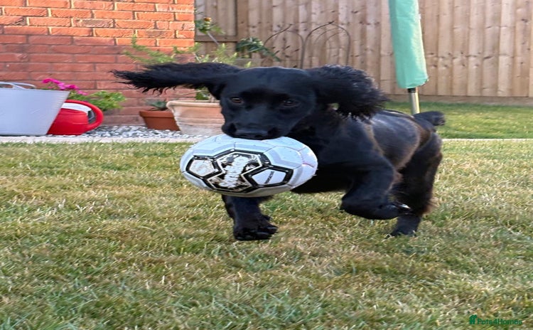 Sprocker dogs - Advert 3
