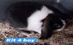 Mini Lop rabbits for sale: Mini lop rabbits  - Image 3